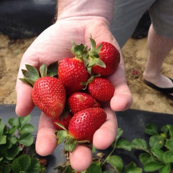 Cottle Strawberry Farm - Strawberry fields forever - Fruits & Veggies Near Me - Hopkins, South Carolina Cottle Strawberry Farm - Strawberry fields forever - Fruits & Veggies Near Me - Hopkins, South Carolina