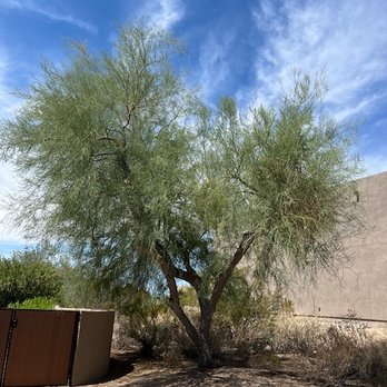 Arbor Care Tree Service - Before large palo verde removed. - Tree Services Near Me