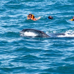 Cancun Whale Shark Tours
