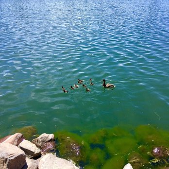 Virginia Lake Park - A mama duck and her babies - Playgrounds Near Me - Reno, Nevada Virginia Lake Park - A mama duck and her babies - Playgrounds Near Me - Reno, Nevada