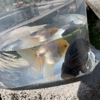 Genki Koi - Local Fish Stores Near Me - San Jose, California