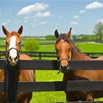 Ed Sarfo - Commonwealth Real Estate Professionals - Short drive right outside of Lexington, and you will see beautiful horse farms! - Real Estate Agents Near Me - Lexington, Kentucky Ed Sarfo - Commonwealth Real Estate Professionals - Short drive right outside of Lexington, and you will see beautiful horse farms! - Real Estate Agents Near Me - Lexington, Kentucky