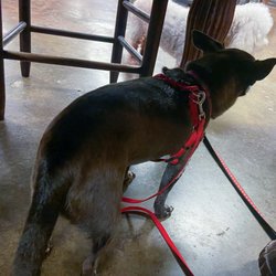 Story Brew Coffee Cafe - So dog-friendly they allowed my dogs inside the establishment with us!