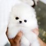 Photo of Canterbury Tails Dog Resort