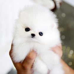 Canterbury Tails Dog Resort - Boo Baby