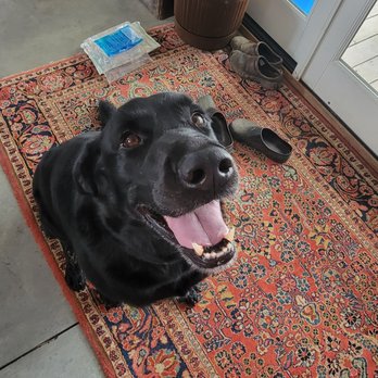 Pet Care by A Step Above and Beyond - Pet Sitting Near Me - Fairport, New York Pet Care by A Step Above and Beyond - Pet Sitting Near Me - Fairport, New York