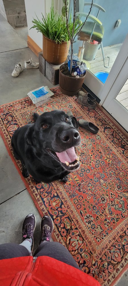 Pet Care by A Step Above and Beyond - pet boarding facility in Fairport, NY