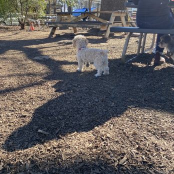 Parkgrounds Café | Specialty Coffee Atlanta - Pup checking out the 'grounds - Coffee & Tea Near Me - Atlanta, Georgia