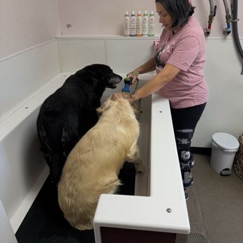 Three Happy Hounds - Shower time - Pet Groomers Near Me - Fernley, Nevada Three Happy Hounds - Shower time - Pet Groomers Near Me - Fernley, Nevada