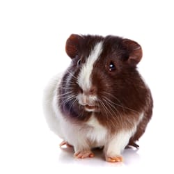 Atlantic Veterinary Center