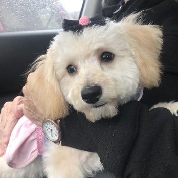 Clips N' Snips - After her 2nd cut!! They even added a cute bow - Pet Groomers Near Me - Clifton, New Jersey Clips N' Snips - After her 2nd cut!! They even added a cute bow - Pet Groomers Near Me - Clifton, New Jersey