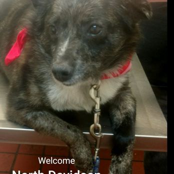 North Davidson Veterinary Hospital - Veterinarians Near Me - Lexington, North Carolina North Davidson Veterinary Hospital - Veterinarians Near Me - Lexington, North Carolina