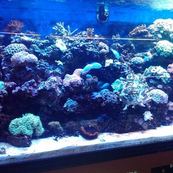 King Aquarium - King Aquarium Reef Tank - Pet Stores Near Me - San Jose, California
