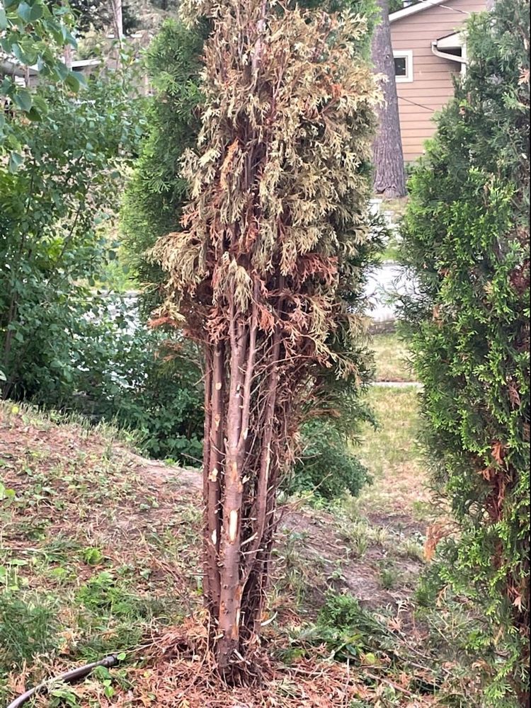 ARBOR VISTA NURSERY Updated August 2024 4348 Dam Rd, Delavan