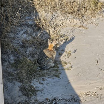 Badlands National Park - Wildlife - Parks Near Me - Interior, South Dakota Badlands National Park - Wildlife - Parks Near Me - Interior, South Dakota