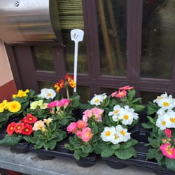 Blumen Lüddicke