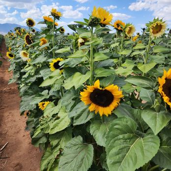 Apple Annie's Orchard - Stunning - Farmers Market Near Me - Willcox, Arizona