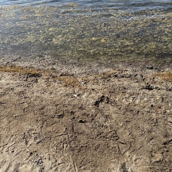 Marlin Park - Not safe to enter the water with some sort of plants - Parks Near Me Marlin Park - Not safe to enter the water with some sort of plants - Parks Near Me