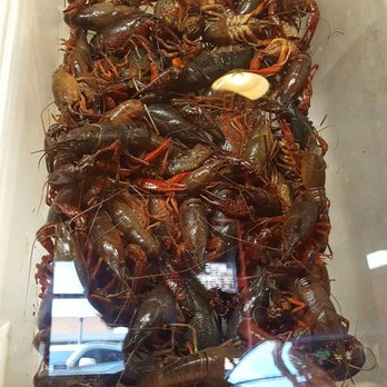 Safe Harbor Seafood - Crawfish! - Seafood Near Me - Jacksonville, Florida Safe Harbor Seafood - Crawfish! - Seafood Near Me - Jacksonville, Florida