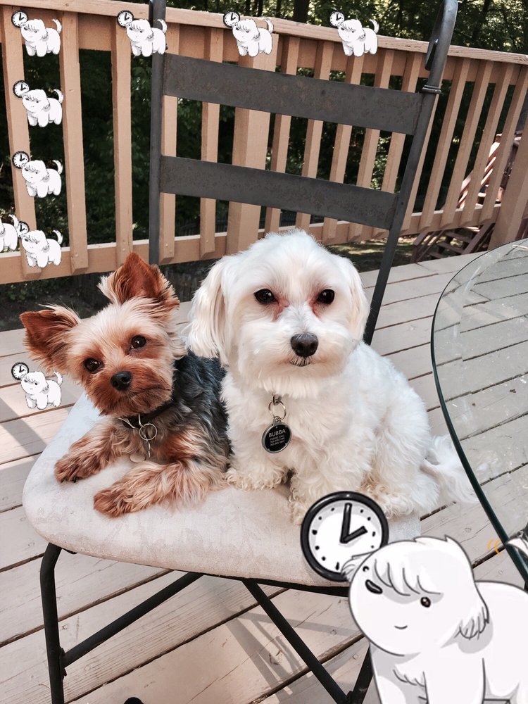 KALYN’S CRITTERS 68 Photos Woodbridge, Virginia Pet Sitting