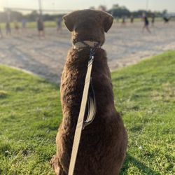 Oak Grove Park - Big dog at the sand courts