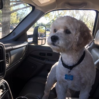 PetSmart Doggie Day Camp - Great haircut. - Pet Stores Near Me - Flower Mound, Texas PetSmart Doggie Day Camp - Great haircut. - Pet Stores Near Me - Flower Mound, Texas
