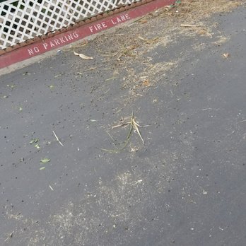 Tony Gomez Tree Service - Sloppy ass mess after - Tree Services Near Me - El Cajon, California Tony Gomez Tree Service - Sloppy ass mess after - Tree Services Near Me - El Cajon, California