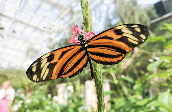 Butterfly Wonderland by null
