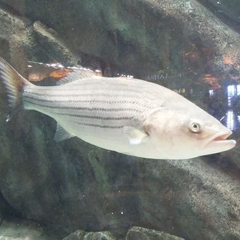 Bass Pro Shops - Boat Dealers Near Me - Bristol, Tennessee