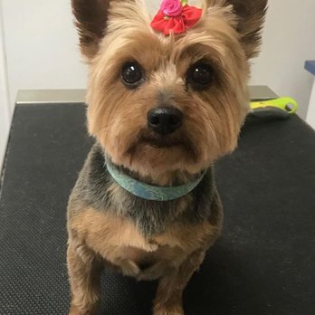 Telma's Pet Grooming - Pet Groomers Near Me - Absecon, New Jersey