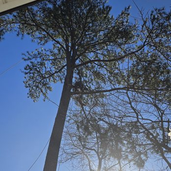 CBC Tree Services Inc - Tree Services Near Me
