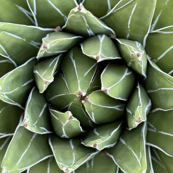 Desert Botanical Garden - The diversity is off the charts - Botanical Gardens Near Me - Phoenix, Arizona