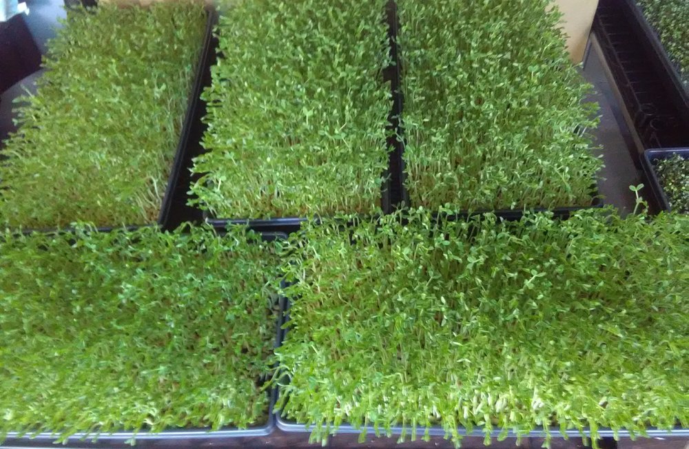 Microgreens for LiFE Logo