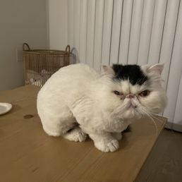 Cyst on cats lip Cyst on cats lip