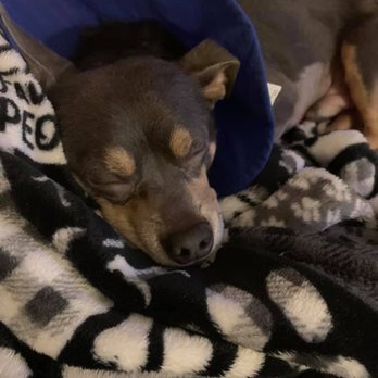 BluePearl Pet Hospital - Veterinarians Near Me - Newark, Delaware