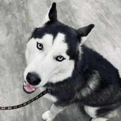 Clinical Counseling Associates - CCA offers a Pet Assisted Therapy Program. Visit their Instagram page: DogtorThor
