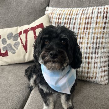 Underdog Pet Stylist - Pet Groomers Near Me - Oxnard, California
