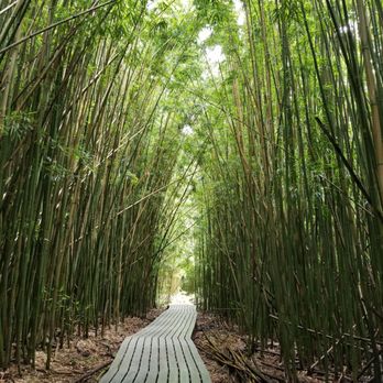 Pipiwai Trail - The trail is "paved" in some parts - Hiking Near Me - Hana,, Hawaii