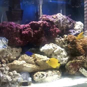 Aquatic Treasures - Aquarium Services Near Me - Las Vegas, Nevada Aquatic Treasures - Aquarium Services Near Me - Las Vegas, Nevada