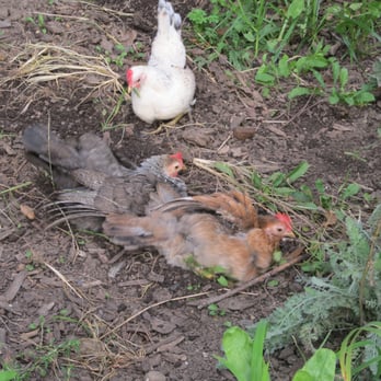 Astoria Park - chickens in Astoria Park under the Bridge - Parks Near Me - Astoria, New York
