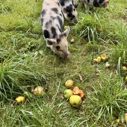 Plateau Veterinary - Male pig fixed by the fabulous Dr. Pete. Highly recommend this affordable vet and the appointment was easy to make!