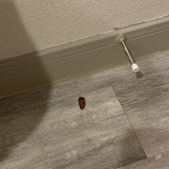 Enclave Falcon Pointe Apartments - America cockroach or oriental cockroach? I sweep and mop my floors every night. - Apartments Near Me - Pflugerville, Texas Enclave Falcon Pointe Apartments - America cockroach or oriental cockroach? I sweep and mop my floors every night. - Apartments Near Me - Pflugerville, Texas