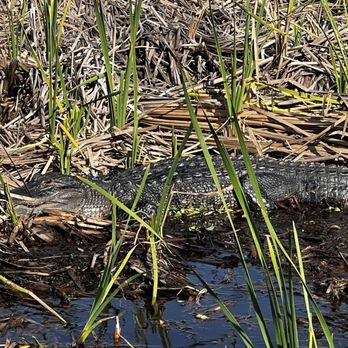 Airrow Boat Tours - 5-6 foot gator - Boat Tours Near Me - Orlando, Florida Airrow Boat Tours - 5-6 foot gator - Boat Tours Near Me - Orlando, Florida