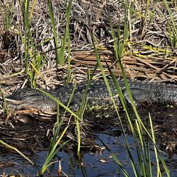 Airrow Boat Tours - 5-6 foot gator
