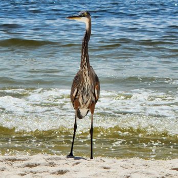 BamaBeachHouses - He stopped to see what we were doing - Vacation Rentals Near Me BamaBeachHouses - He stopped to see what we were doing - Vacation Rentals Near Me