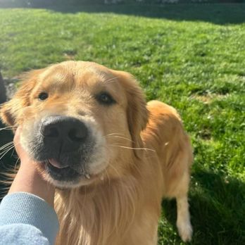 Ravenous Canine - Pet Training Near Me Ravenous Canine - Pet Training Near Me