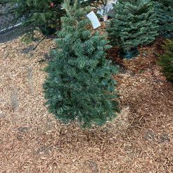 Pumpkin City's Pumpkin Farm - Our perfect table top tree. We will get it flocked in blue