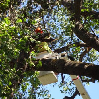 Clipper Contracting - Tree Services Near Me Clipper Contracting - Tree Services Near Me