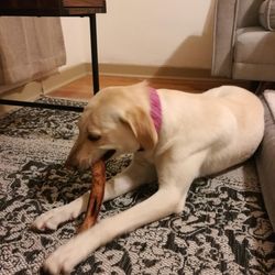 The second dog we adopted: Molly Labrador mix (with Greyhound?)