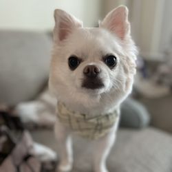 Master Pups - 5 year old Nico with his new cut :)